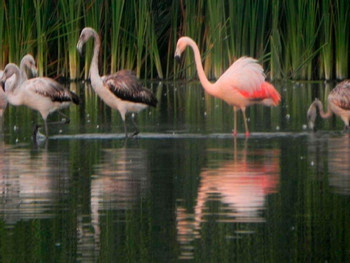 Birdwatching at Villa Wetlands in Lima photo 3