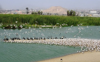 Birdwatching at Villa Wetlands in Lima photo 5