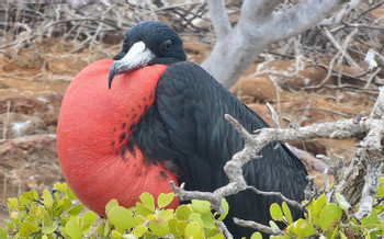 Birdwatching at Villa Wetlands in Lima photo 2
