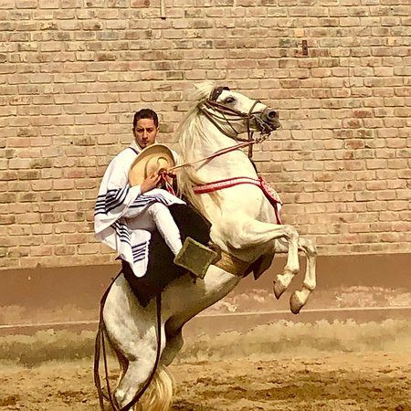 Peruvian Paso Horse Show with Buffet Lunch photo