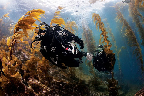 Fun Dives for Certified Divers in Pucusana Beach