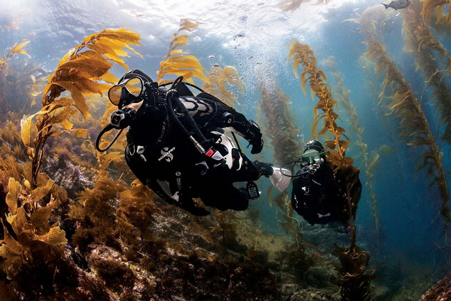 Fun Dives for Certified Divers in Pucusana Beach Photo