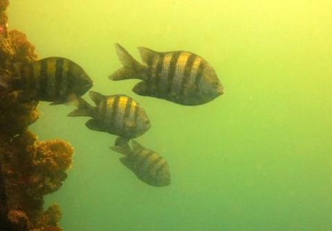 Dives for Certified Divers in Pucusana Peru