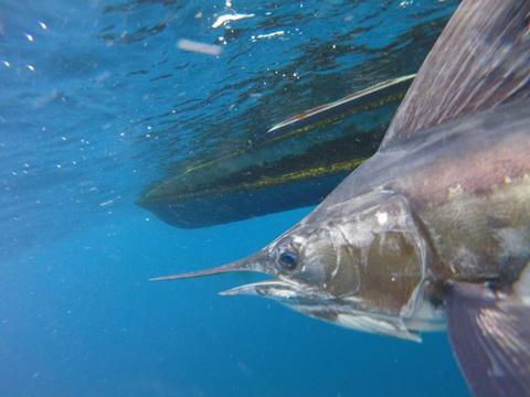 Deep Sea Fishing Tour at Mancora Peru