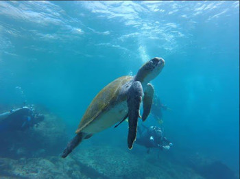 Paracas Discovery Diving photo 4