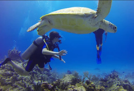 Paracas Discovery Dving