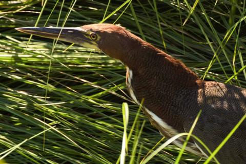 Inotowa Expeditions Lodge Peru