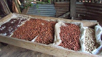 The Cacao Route photo 4