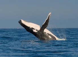 The Whale and Sea Turtle Watching Tour