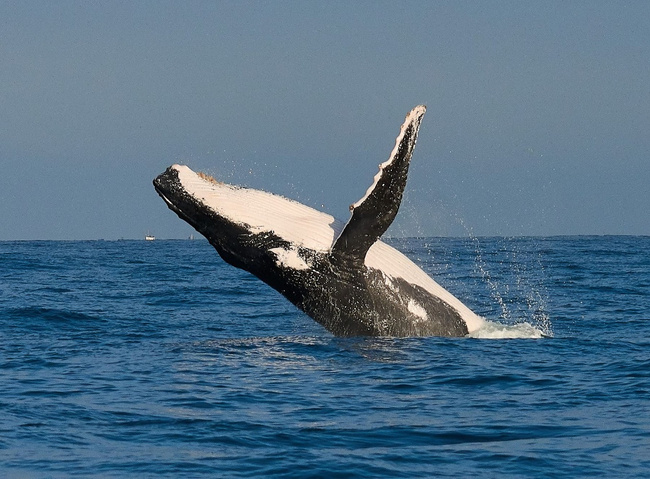 The Whale and Sea Turtle Watching Tour Photo