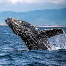 The Whale and Sea Turtle Watching Tour photo 4