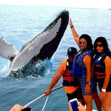 The Whale and Sea Turtle Watching Tour photo 3