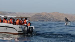 The Whale and Sea Turtle Watching Tour photo 2