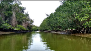 The Tumbes Mangroves National Sanctuary Tour photo 4