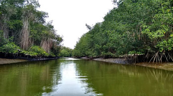The Tumbes Mangroves National Sanctuary Tour photo 3
