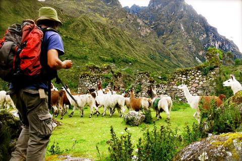 Full-Day Llama Pack Project Nature Tour Peru