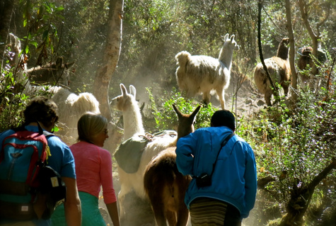 Full-Day Llama Pack Project Nature Tour