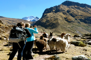 Full-Day Llama Pack Project Nature Tour photo 3