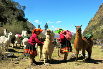 Half-Day Llama Pack Project photo 5