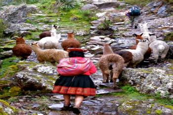 Half-Day Llama Pack Project photo 4