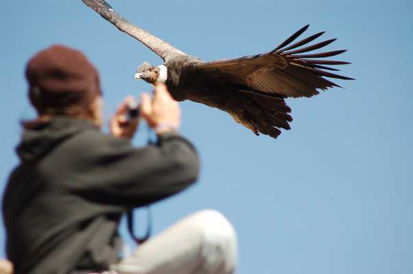 Hey Birders, Let's Flock to Peru!, Peru