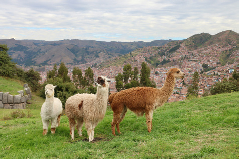 Multi Family Adventure Through Peru