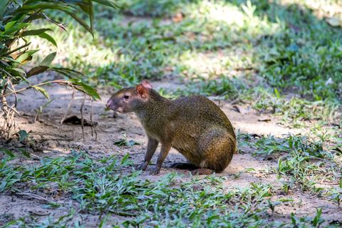 Amazon Basin Peru
