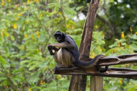 Amazon Basin Peru