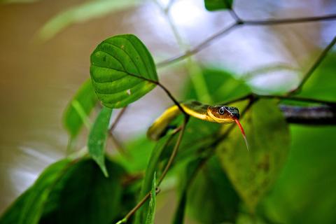 Amazon Ecuador