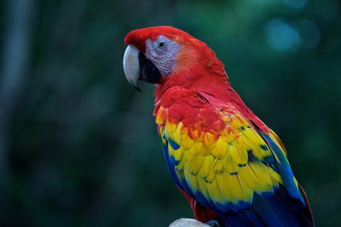 Caribbean Lowlands Guatemala