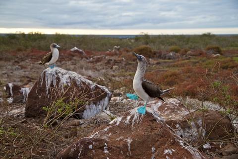 Galápagos Ecuador