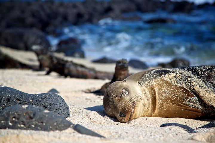 Wildlife Experiences Image: A sea lion takes a sun nap on a sandy beach, with eyes closed and a slight smile.