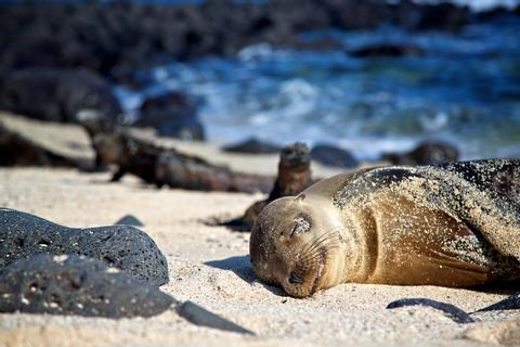 Galápagos Ecuador