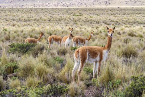 High Plains Peru