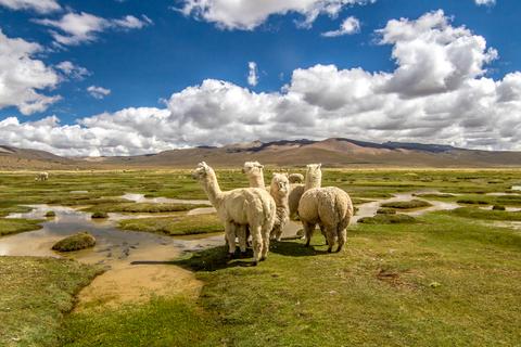 High Plains Peru