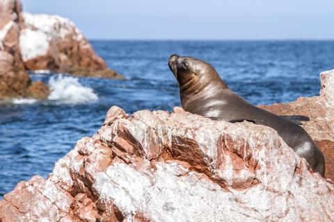 South Coast Peru