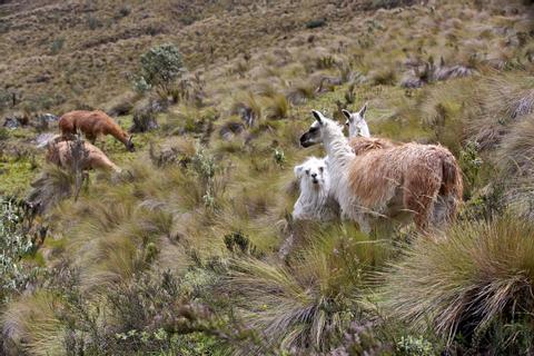 Sierra Sur Ecuador