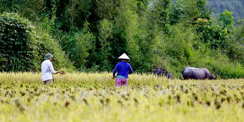 The North Vietnam