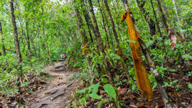 Half Day Hiking Monk’s Trail To Wat Pha Lat & Doi Suthep Temple