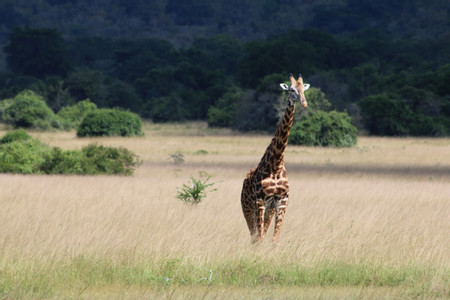 Akagera photo 3