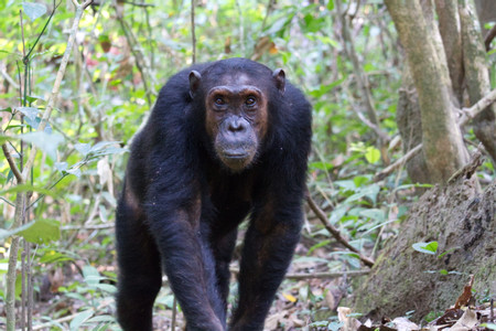 Nyungwe photo 2