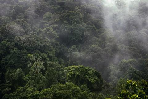 Nyungwe Rwanda