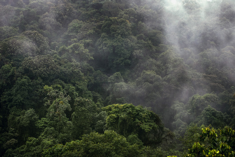 Nyungwe