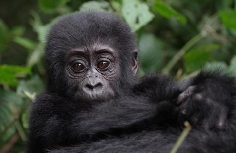 Volcanoes National Park Rwanda