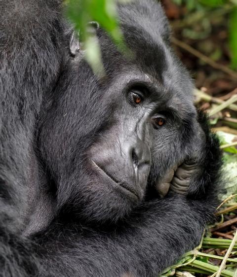 Volcanoes National Park Rwanda