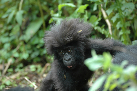Luxury Rwanda Primate Safari