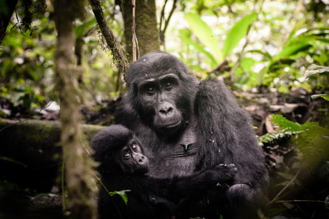 Rwanda Primate Safari