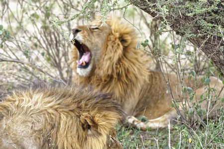 Ndutu Lake photo 3