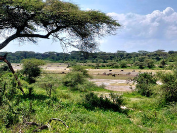 Ndutu Lake photo 2