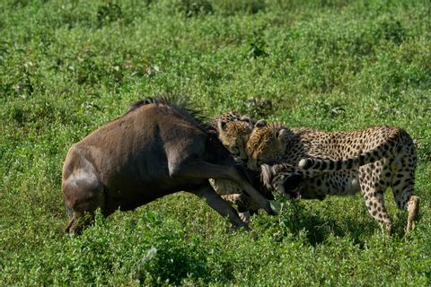 Ngorongoro Crater Tanzania